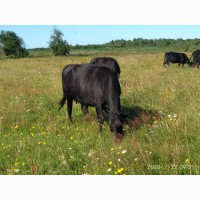 Продам коров Абердин-Ангусской породы