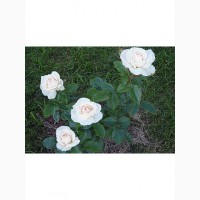 Роза Пьюдойче чайно-гибридная С3