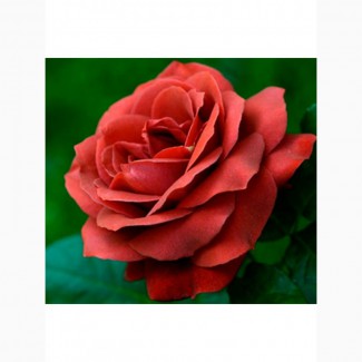 Роза Тэрракота чайно-гибридная С3