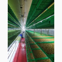 Промышленное гидропонное оборудование для выращивания гидропонного зеленого корма