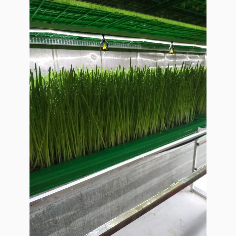 Фото 4. Промышленное гидропонное оборудование для выращивания гидропонного зеленого корма