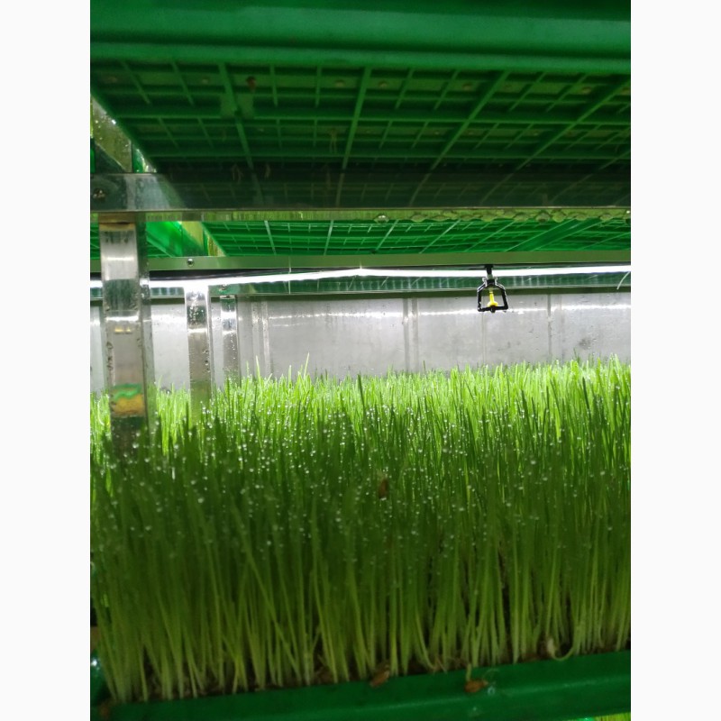 Фото 5. Промышленное гидропонное оборудование для выращивания гидропонного зеленого корма