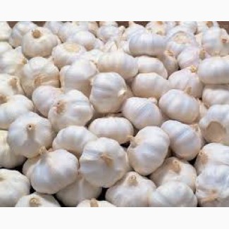 Distributor Wholesale Fresh Chinese 4p Pure White Garlic, Sumy reg