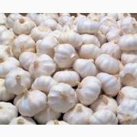 Distributor Wholesale Fresh Chinese 4p Pure White Garlic, Sumy reg
