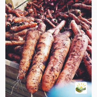 Продам морковь Беларусь