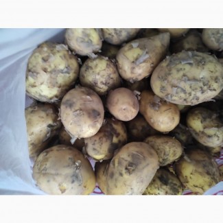 Продам молодой картофель 2021 оптом от 500кг