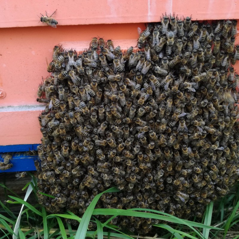 Фото 2. Принимаю заказы на пчелосемьи, пчелопакеты, пчеломатки F1 Бакфаст