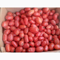 Продам томат грунтовой