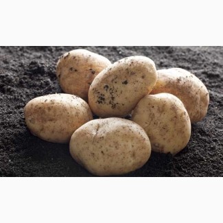 Selling Fresh yellow potatoes, Braslav : All Belarus, Vitebsk Region lt; +4536992142