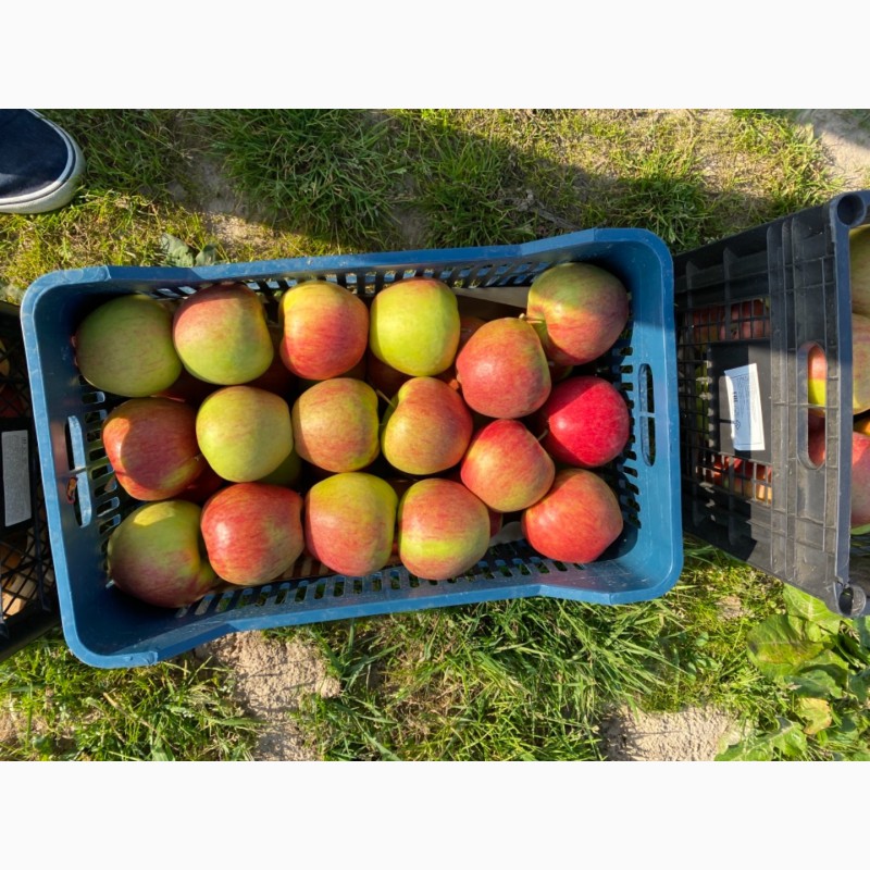 Фото 3. Продам яблоко сбор 2020 г.Цена договорная. Мелкий опт