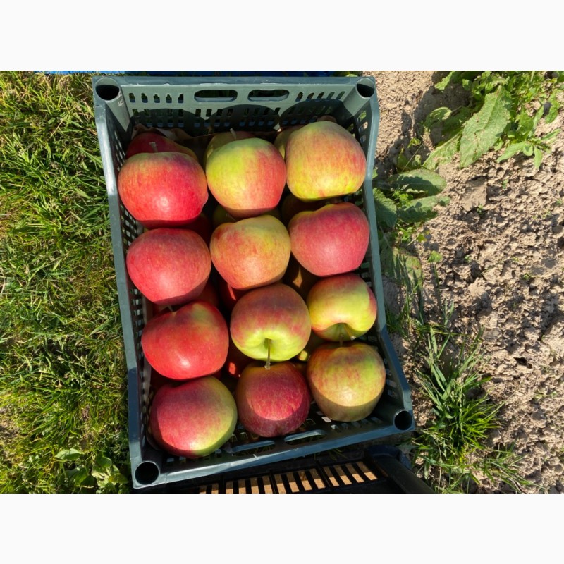 Фото 4. Продам яблоко сбор 2020 г.Цена договорная. Мелкий опт