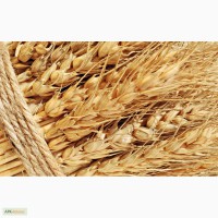 Продам пшеница