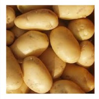 Selling Potatoes of young varieties Breeze and Manifesto, Minsk lt; +4536992142
