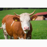 Закупаем по хорошим ценам телят, коров, быков