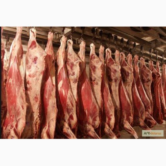 Продам мясо говядины живым весом