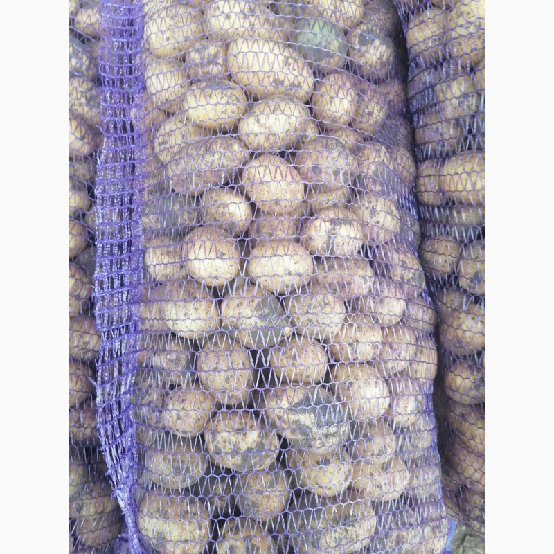 Фото 2. Продам картофель продовольственный калибра 4+. Сорт - Королева Анна