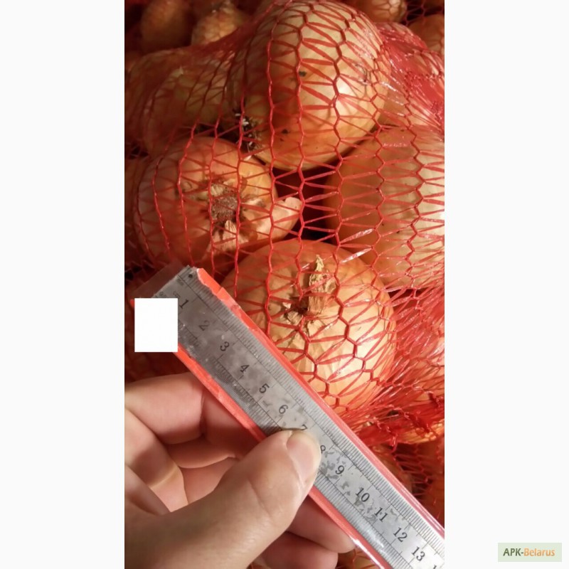 Фото 6. ЛУК качественный - поставщик из Украины - Овощи, фрукты