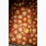 ЛУК качественный - поставщик из Украины - Овощи, фрукты