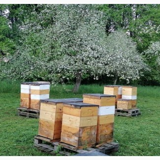 Пчелы и пчеломатки