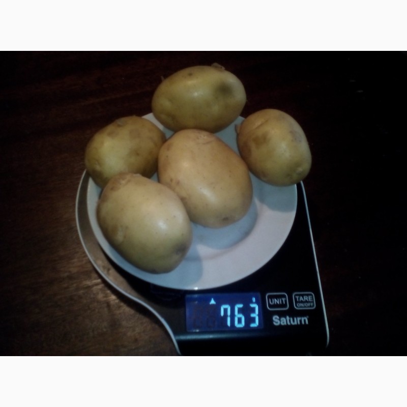 Фото 3. Купим картофель урожай 2021 г