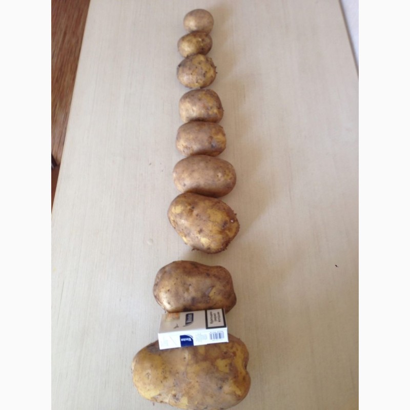 Фото 6. Купим картофель урожай 2021 г