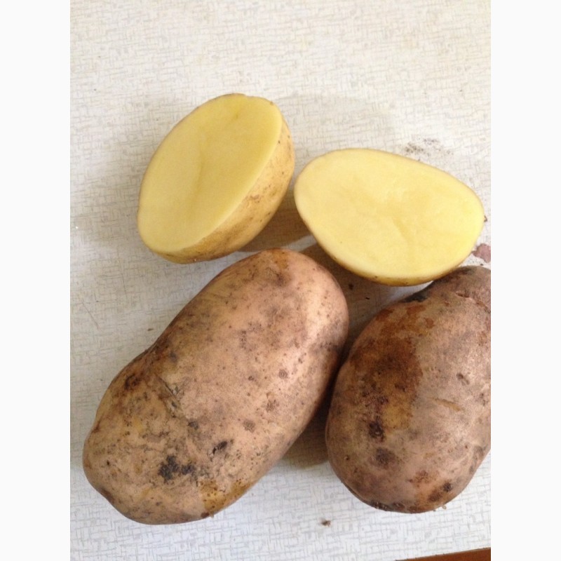 Фото 7. Купим картофель урожай 2021 г