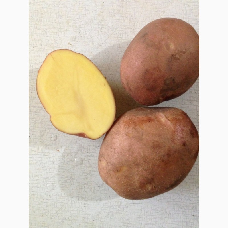 Фото 8. Купим картофель урожай 2021 г