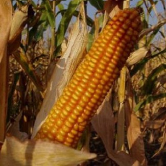 РОСС 199МВ (ур.2021, РФ) кукуруза продам