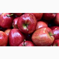 Продам яблоко яблоко, овощи, ягоду Украинское премиум и эконом сортов по цене 0, 3-1, 5$