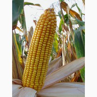 Продам семена гибридов кукурузы F1 Краснодарский 194МВ в наличии, удостоверения РБ