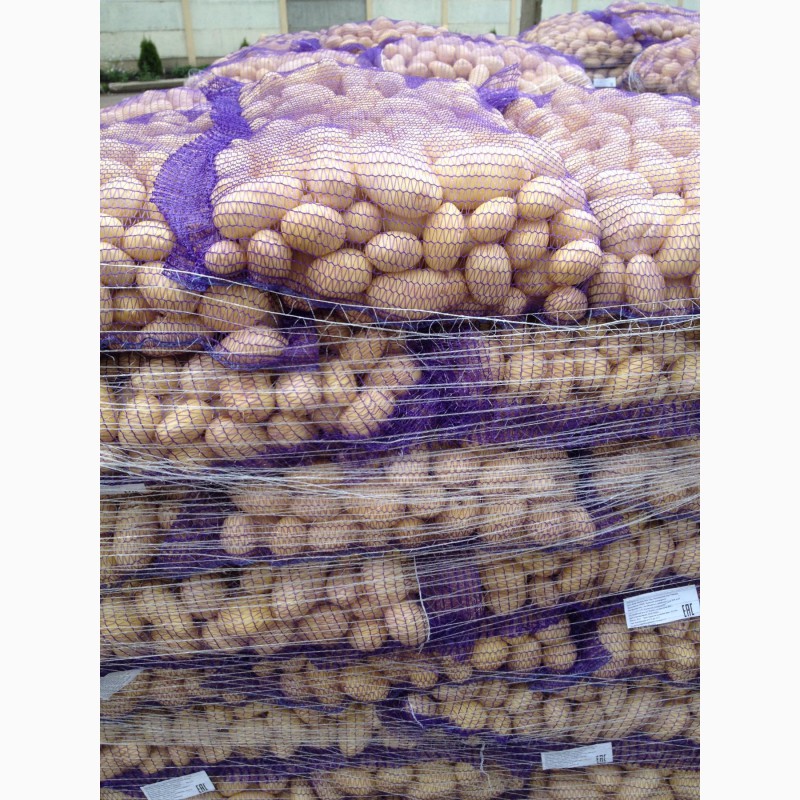 Фото 4. Продам картофель МЫТЫЙ продовольственный из Беларуси
