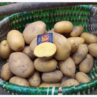 Продам картофель, сорт королева Анна и д.р