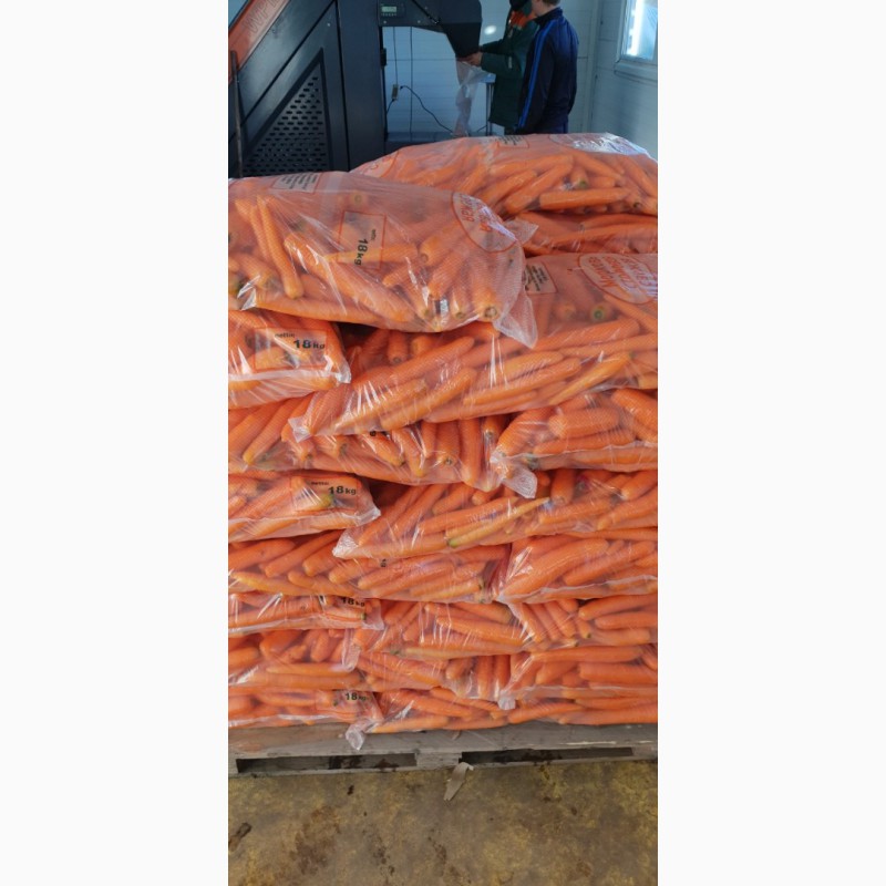 Фото 2. Морковь столовая свежая мытая (РБ)