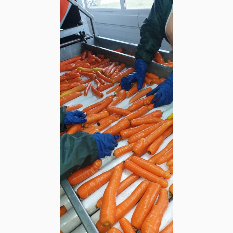 Фото 3. Морковь столовая свежая мытая (РБ)
