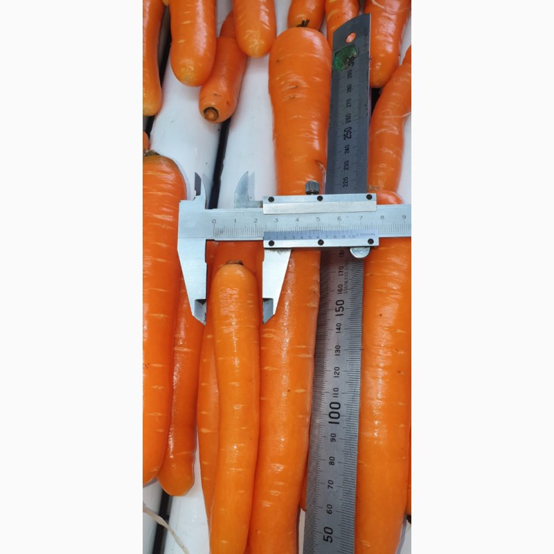 Фото 4. Морковь столовая свежая мытая (РБ)