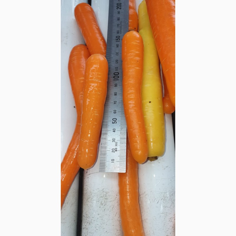 Фото 5. Морковь столовая свежая мытая (РБ)