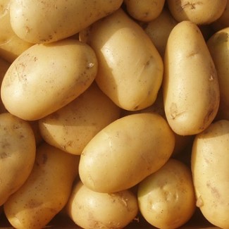 Selling Quality Exporter Grade A Potato At Best Prices lt; +4536992142
