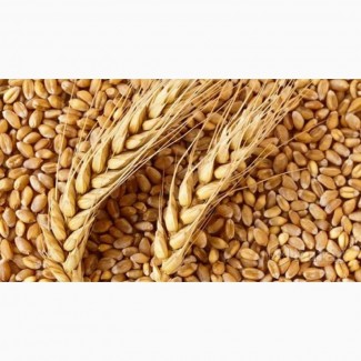 Семена пшеница озимая: Элегия, Ядвися, Маркиза, Богатка, Фигура, Мроя, Сюита, Августина