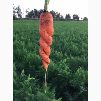 КФХ реализует Морковь (не кондиция, стандарт )