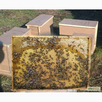 Продам пчелопакеты - кариника и среднерусская