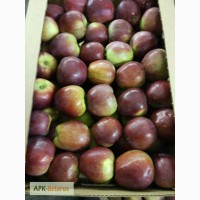 Продам яблоки от производителя оптом