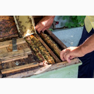 Пять пчелиных семей с ульями по выгодной цене