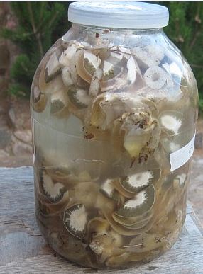 Лечебный гриб Веселка (готовая настойка - 1л.)