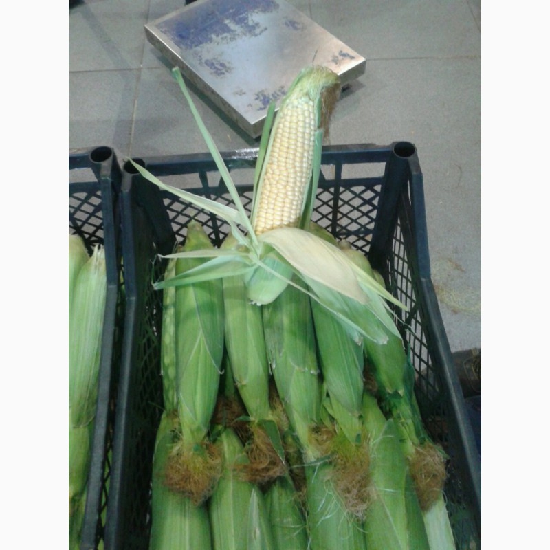 Фото 3. Сладкая кукуруза в початках от производителя