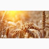 Продам зерно (пшеница, овес) урожай 2021 г
