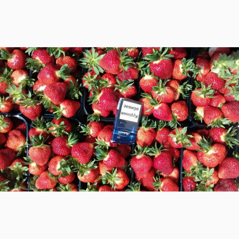 Фото 5. Продам оптом свежую клубнику сорта Клери, Джоли урожай 2019 года