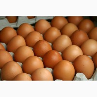 Fresh white and brown Eggs