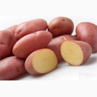 Картофель свежий Экспорт / Red potatoes