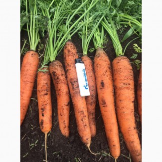 КФХ продаёт сваю продукцию: Морковь, Свекла столовая с торфяника