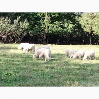 Продам баранов, овец, ягнят породы куйбышевская